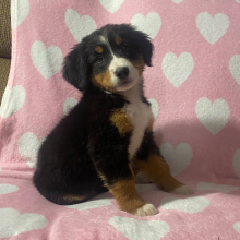 Bernese Mountain Dog Puppy Kari