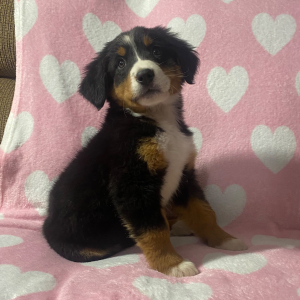 Bernese Mountain Dog Puppy Kari