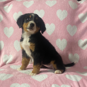 Bernese Mountain Dog Puppy Kari
