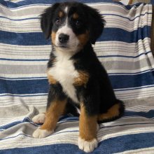 Bernese Mountain Dog Puppy Kari