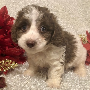 Poodle Puppy Joshua