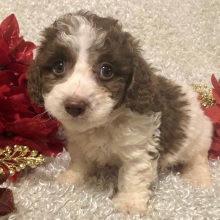 Poodle Puppy Joshua