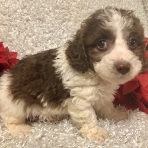 Poodle Puppy Joshua
