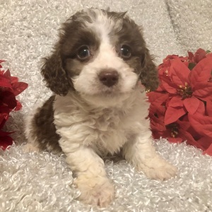 Poodle Puppy Joshua