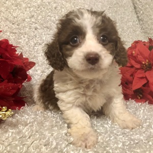 Poodle Puppy Joshua