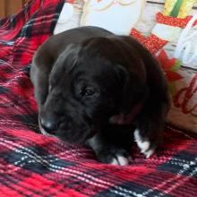 Great Dane Puppy Odessa