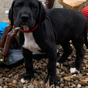 Great Dane Puppy Odessa