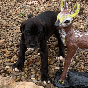 Great Dane Puppy Odessa