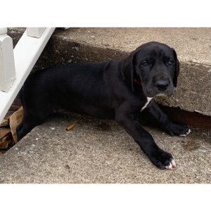 Great Dane Puppy Odessa