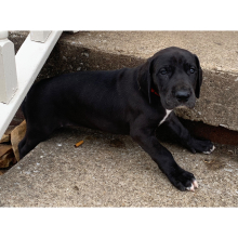 Great Dane Puppy Odessa