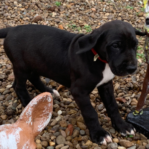 Great Dane Puppy Odessa