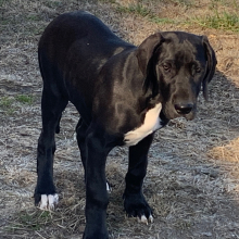 Great Dane Puppy Odessa