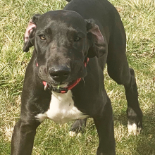 Great Dane Puppy Odessa