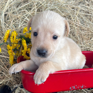 Labrador Retriever Puppy Sadie