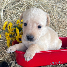 Labrador Retriever Puppy Sadie