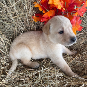 Labrador Retriever Puppy Sadie