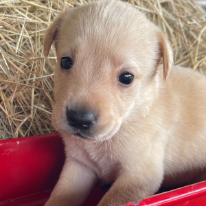 Labrador Retriever Puppy Sadie