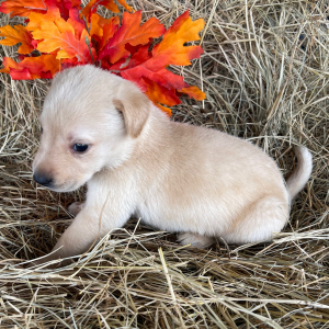 Labrador Retriever Puppy Sadie