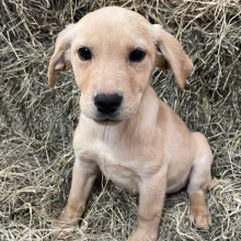 Labrador Retriever Puppy Sadie