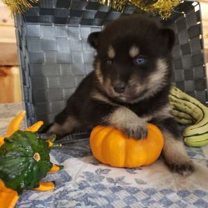 Pomsky Puppy Blaze