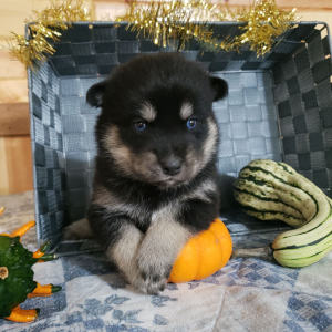 Pomsky Puppy Blaze