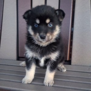 Pomsky Puppy Blaze