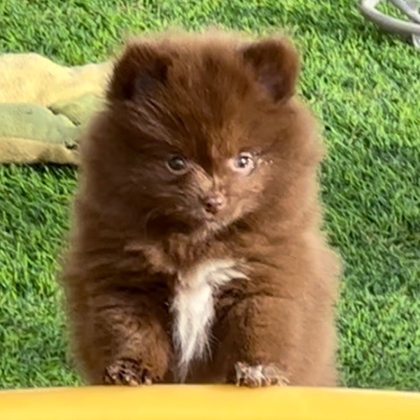 teddy bear chocolate pomeranian