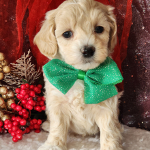 Maltipoo Puppy Skye