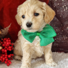 Maltipoo Puppy Skye