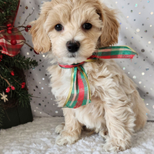 Maltipoo Puppy Skye