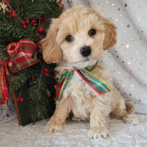 Maltipoo Puppy Skye