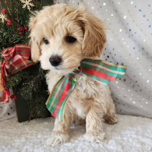 Maltipoo Puppy Skye