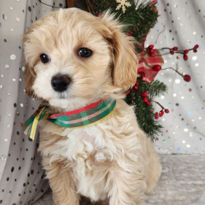 Maltipoo Puppy Skye