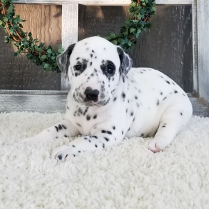 Dalmatian Puppy Oscar