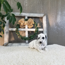 Dalmatian Puppy Oscar
