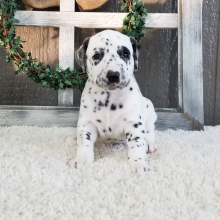 Dalmatian Puppy Oscar
