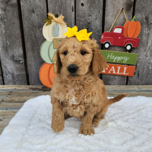 Goldendoodle Puppy Rosae
