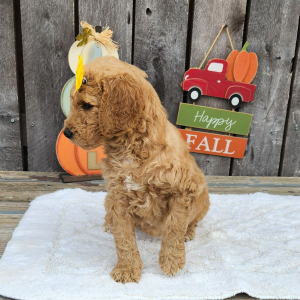 Goldendoodle Puppy Rosae