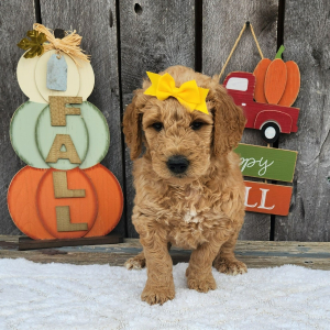 Goldendoodle Puppy Rosae