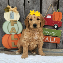 Goldendoodle Puppy Rosae