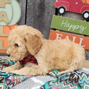 Goldendoodle Puppy Geno