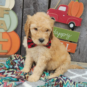 Goldendoodle Puppy Geno