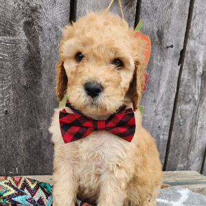 Goldendoodle Puppy Geno