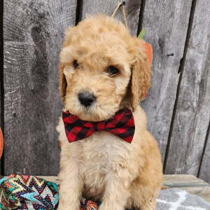 Goldendoodle Puppy Geno