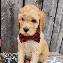 Goldendoodle Puppy Geno