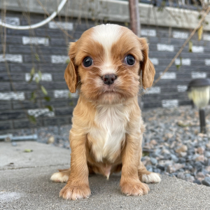 Cavalier King Charles Spaniel Puppy Jayce