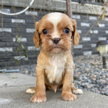 Cavalier King Charles Spaniel Puppy Jayce