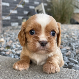 Cavalier King Charles Spaniel Puppy Jayce