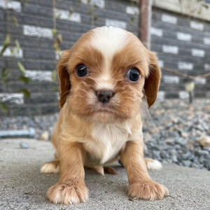 Cavalier King Charles Spaniel Puppy Jayce