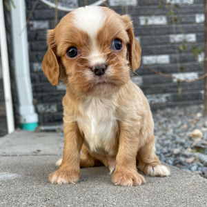 Cavalier King Charles Spaniel Puppy Jayce